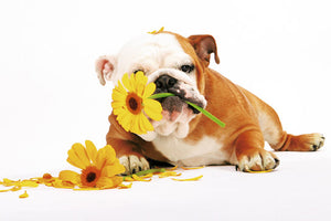 Good Morning - Dog with Flowers