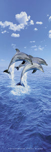 Three Dolphins by Steve Bloom