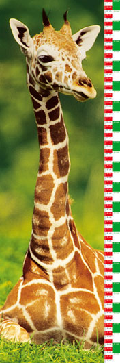 Giraffe Growing up Chart