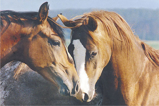 Tenderness - Horses
