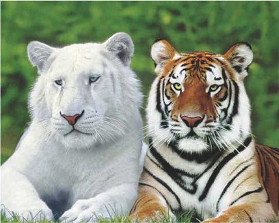 Brothers - Tigers
