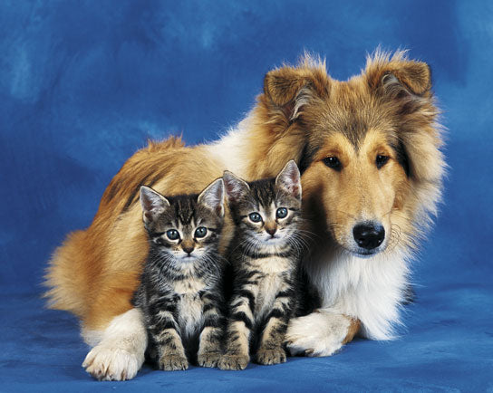 Friends Forever - Dog and Kittens